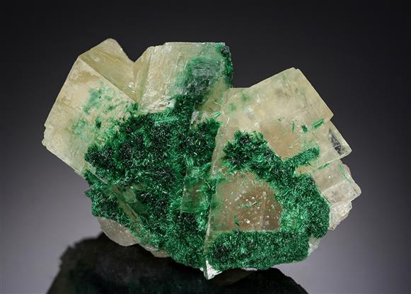 CC15583 specimen image