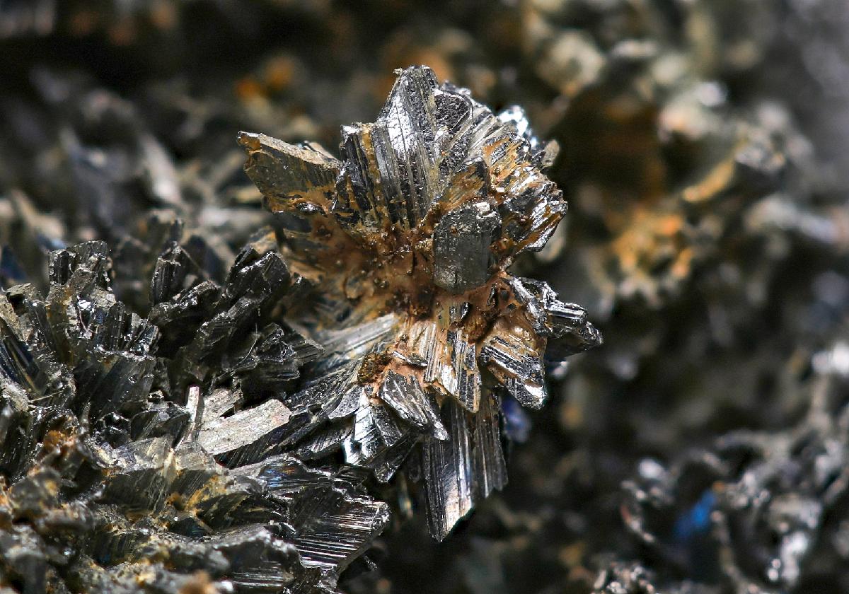 CC15598 specimen image