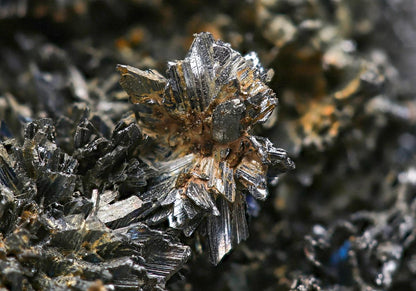 CC15598 specimen image