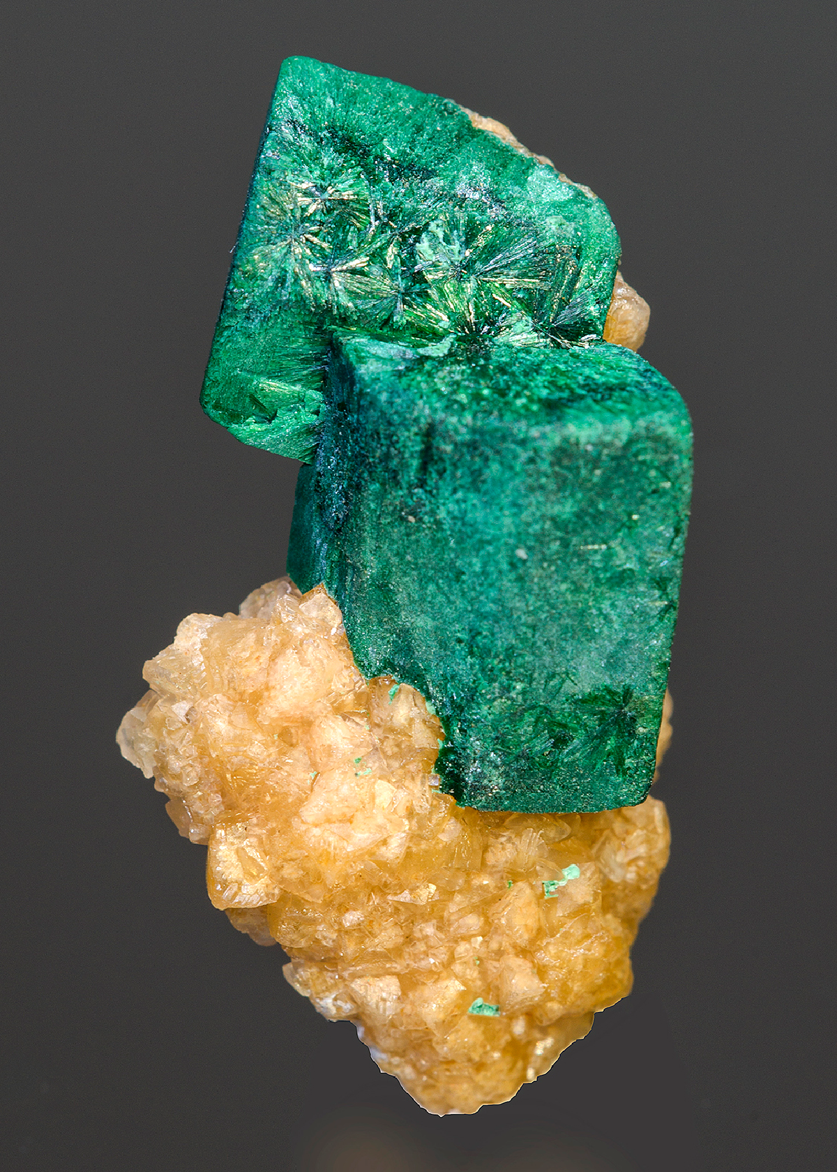 CC15646 specimen image