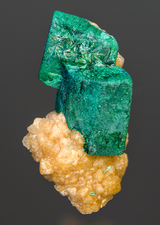 CC15646 specimen image