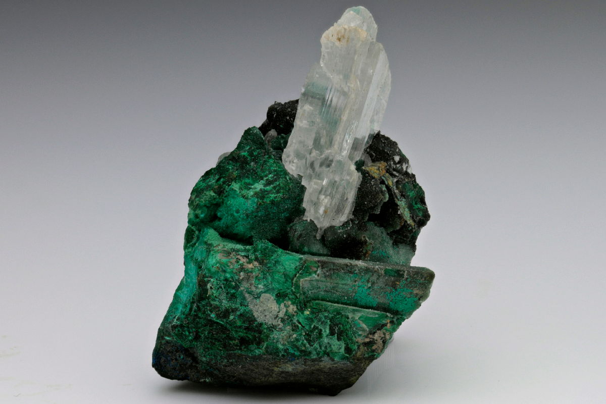 CC15659 specimen image