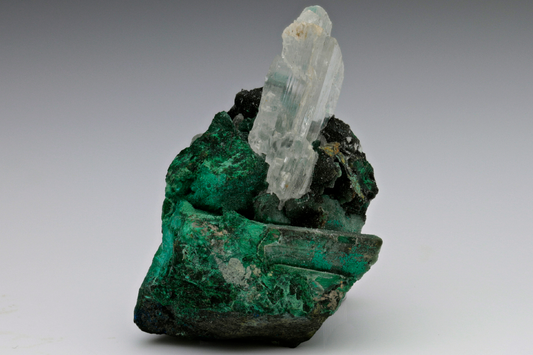 CC15659 specimen image