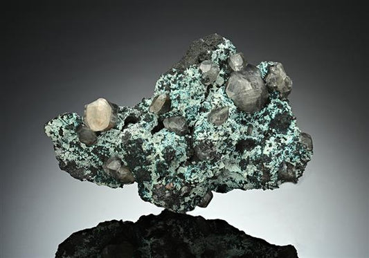 CC15736 specimen image