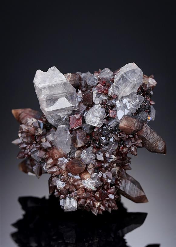 CC15771 specimen image