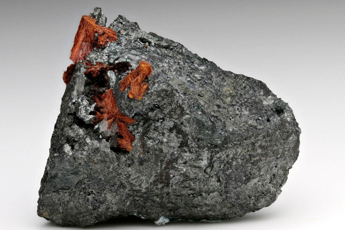 CC15805 specimen image