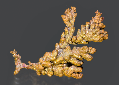 CC15902 specimen image