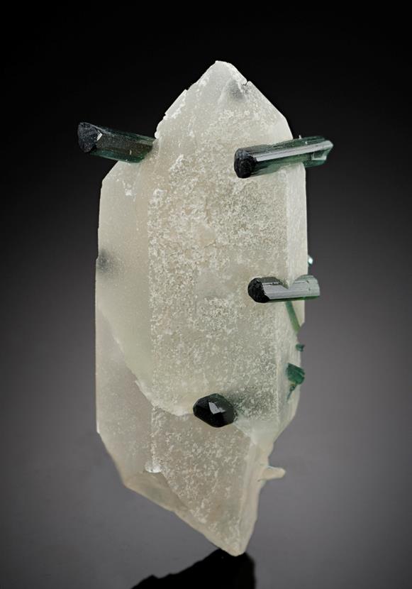 CC15908 specimen image