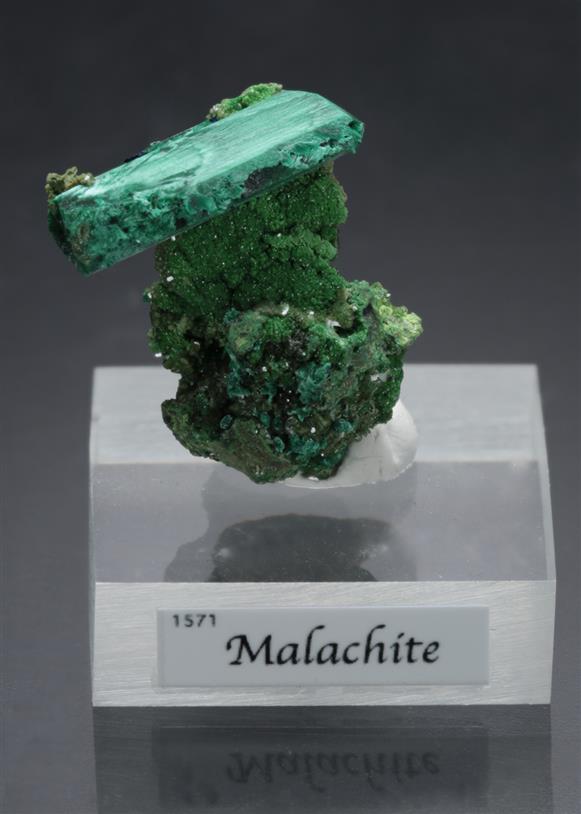 CC15911 specimen image