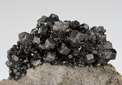 CC15915 specimen image