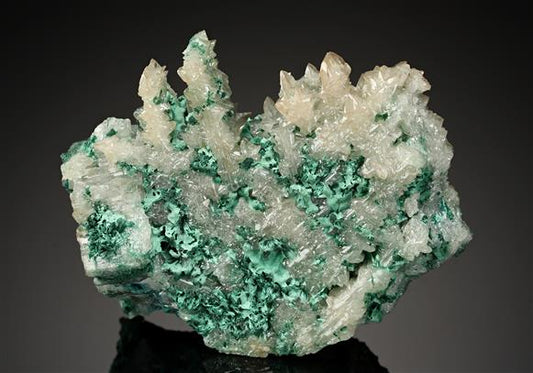 CC15918 specimen image