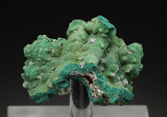 CC15978 specimen image