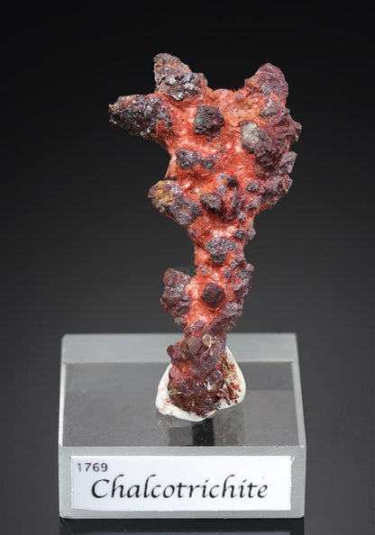 CC15979 specimen image