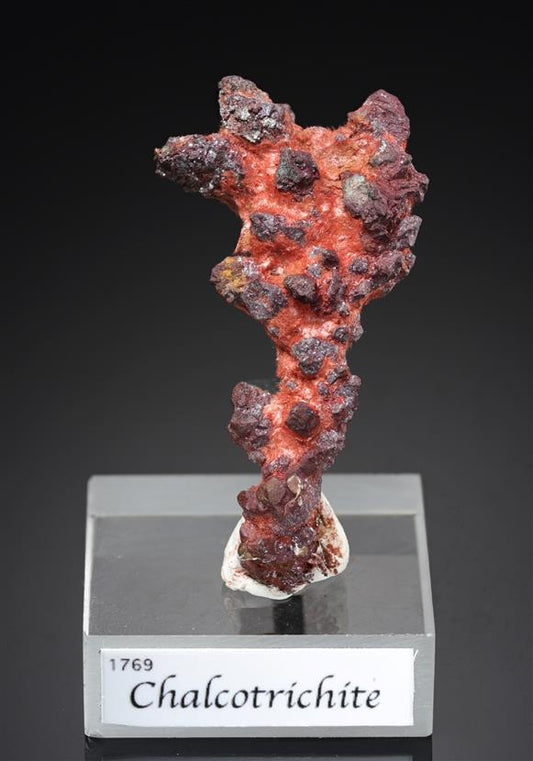 CC15979 specimen image