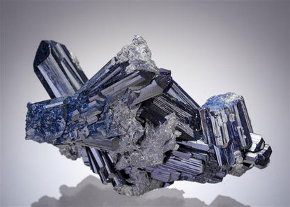 CC15996 specimen image