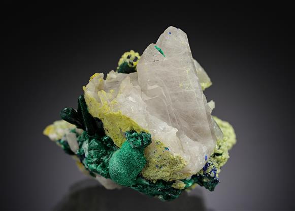 CC16008 specimen image