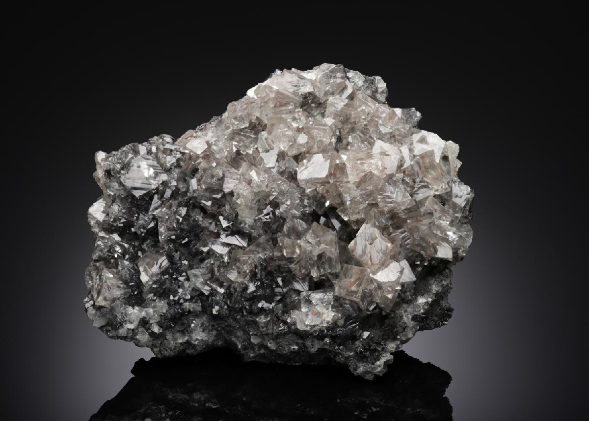 CC16064 specimen image