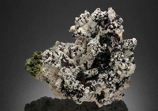 CC16073 specimen image