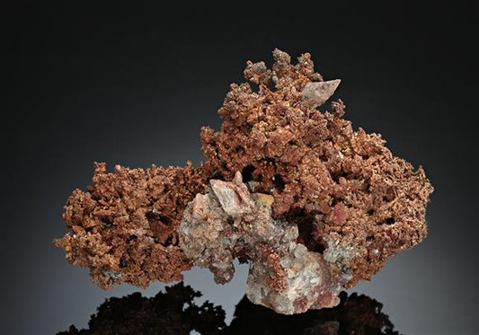 CC16368 specimen image