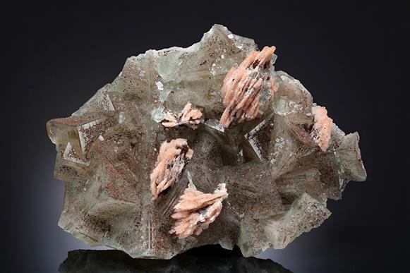 CC16377 specimen image