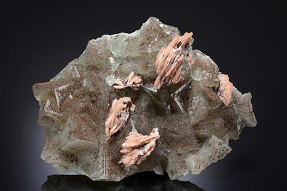 CC16377 specimen image