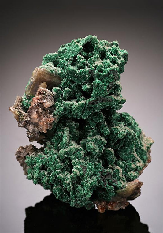 CC16418 specimen image