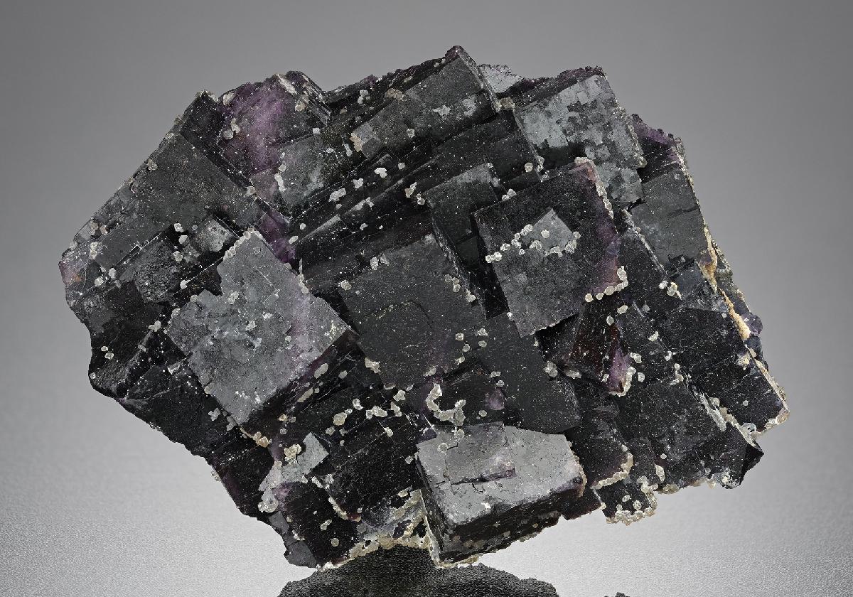 CC16444 specimen image