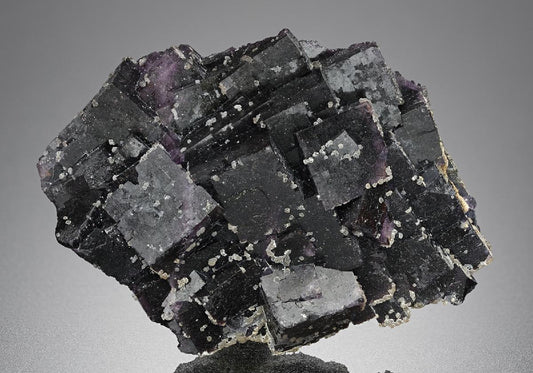 CC16444 specimen image