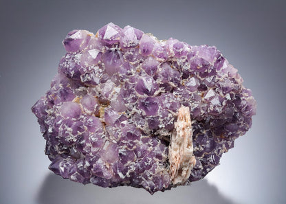 CC16452 specimen image
