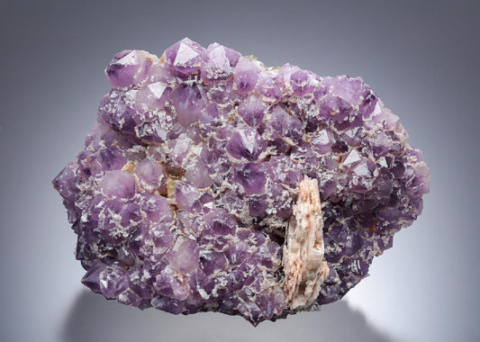 CC16452 specimen image