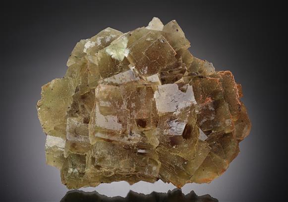 CC16462 specimen image