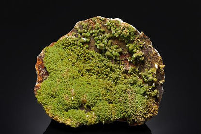 CC16464 specimen image