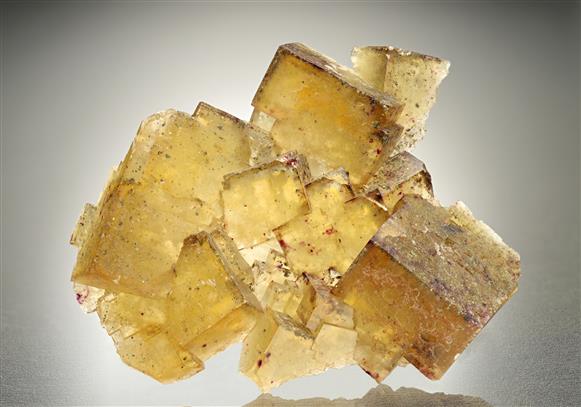 CC16482 specimen image