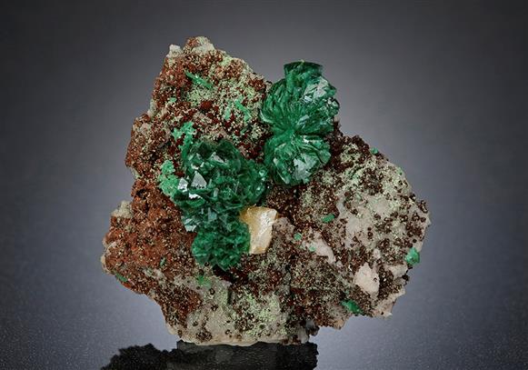 CC16526 specimen image