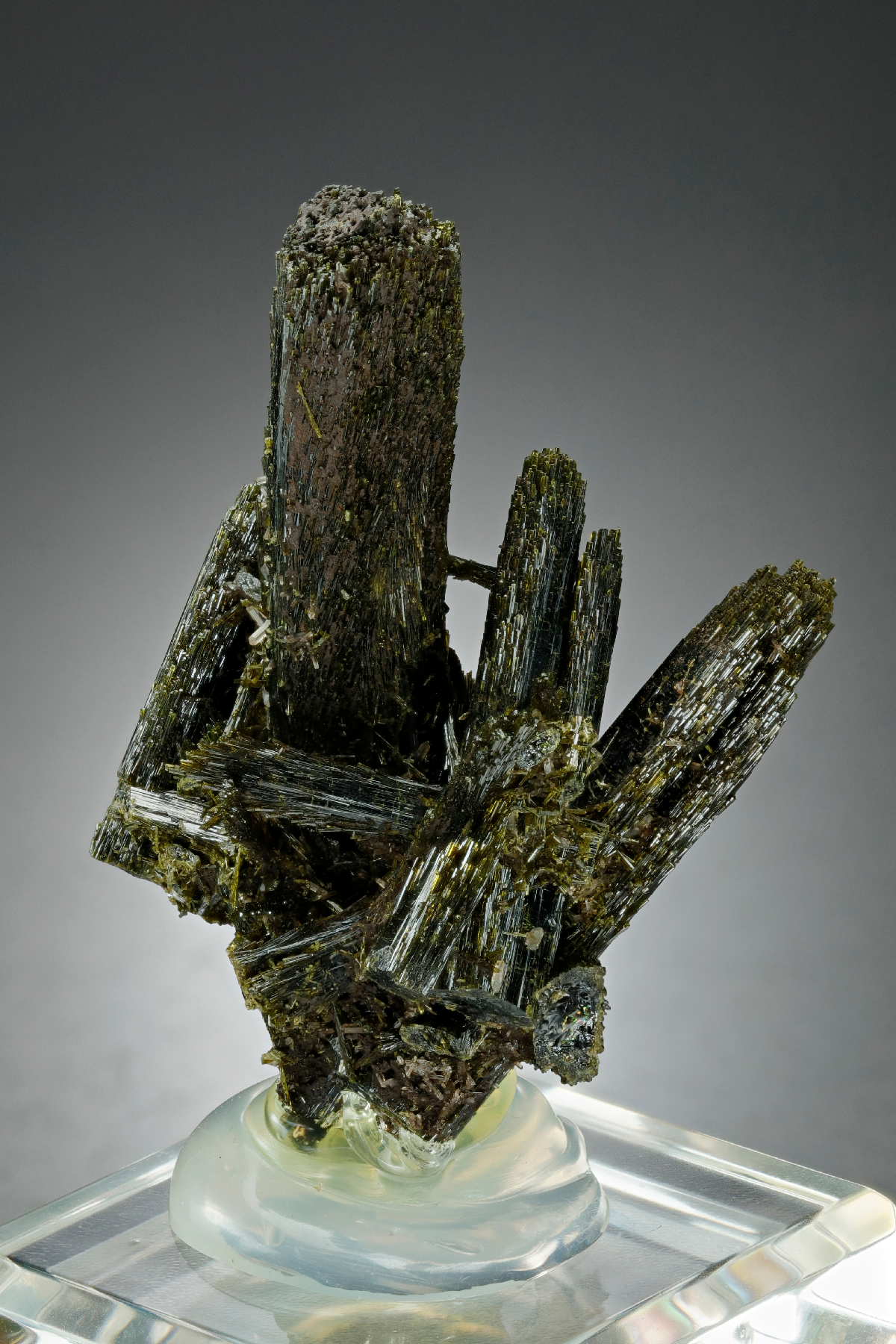 CC16528 specimen image