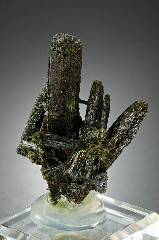 CC16528 specimen image