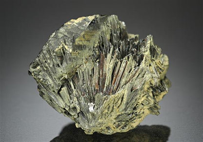CC16536 specimen image