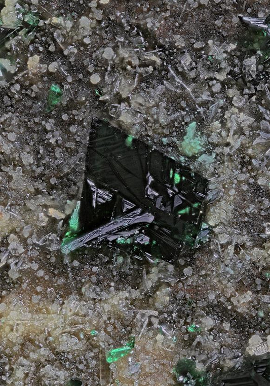 CC16551 specimen image