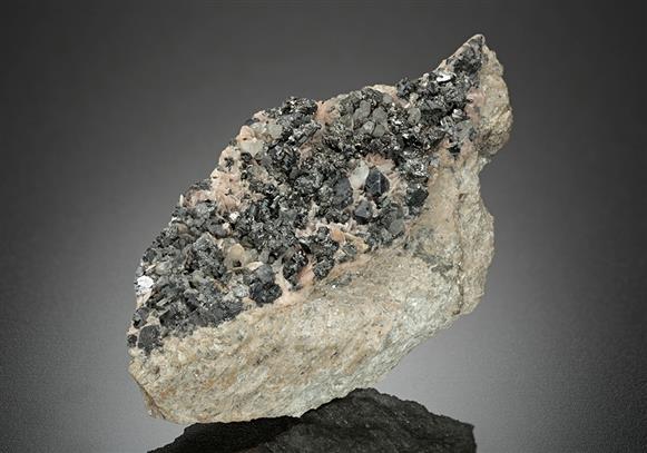 CC16678 specimen image