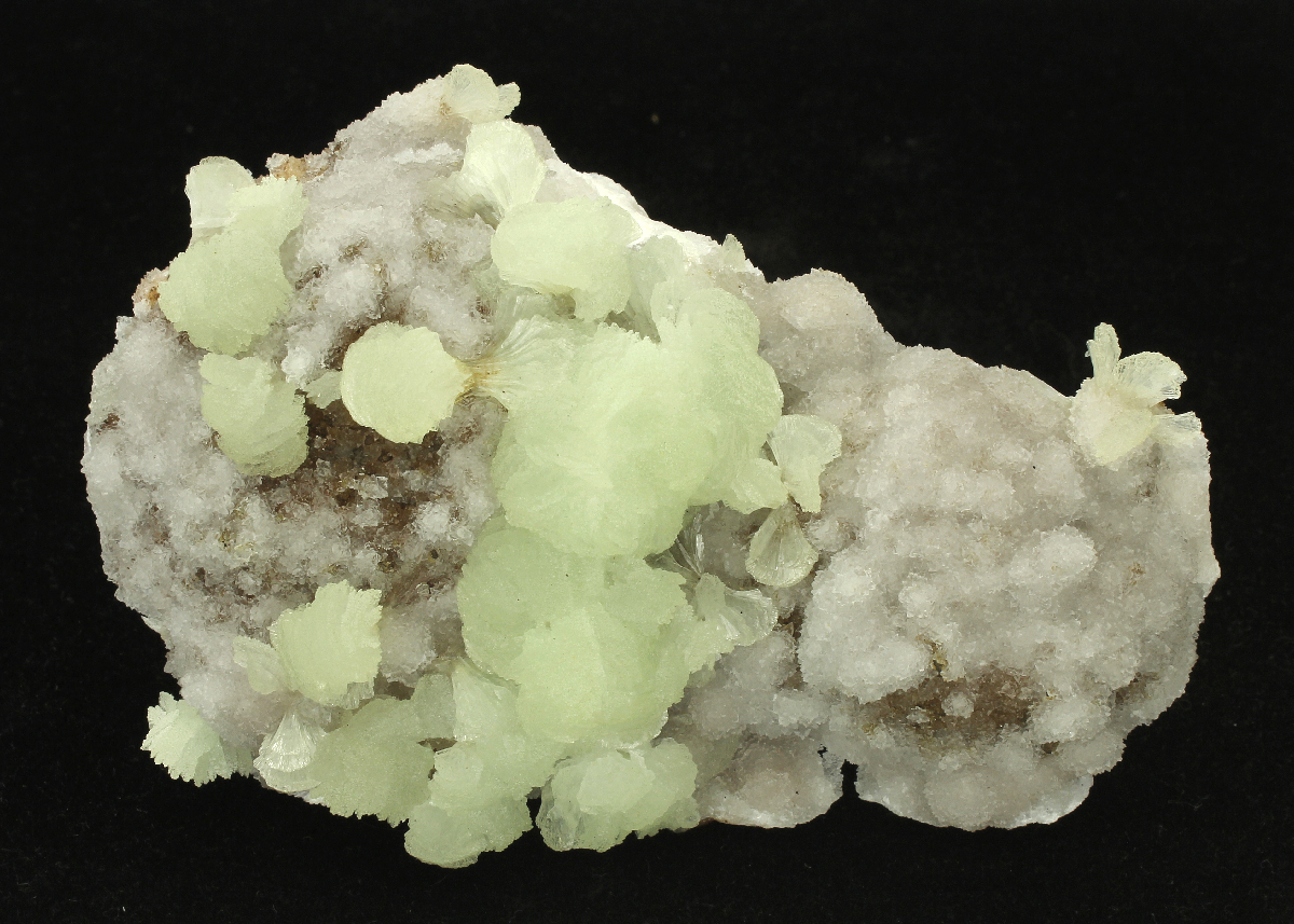 CC16686 specimen image