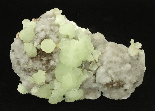 CC16686 specimen image
