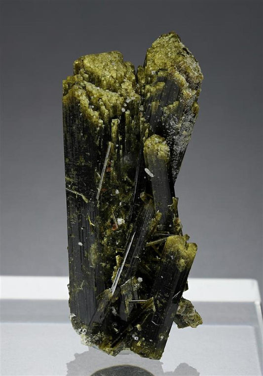 CC16695 specimen image