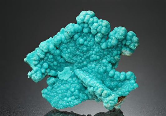 CC16708 specimen image