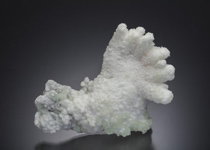 CC16712 specimen image