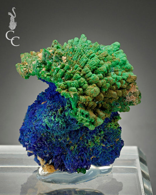 CC16753 specimen image