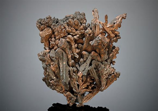CC16788 specimen image