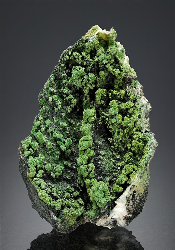 CC16824 specimen image