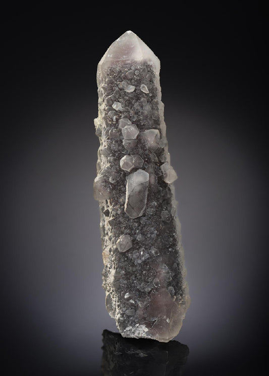 CC16857 specimen image