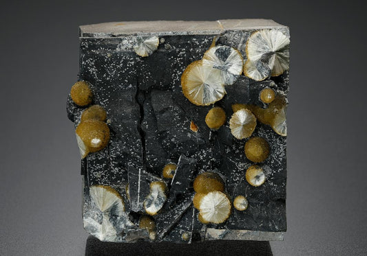 CC16864 specimen image