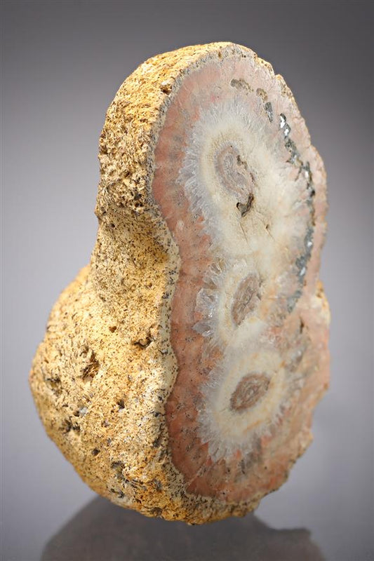 CC16919 specimen image